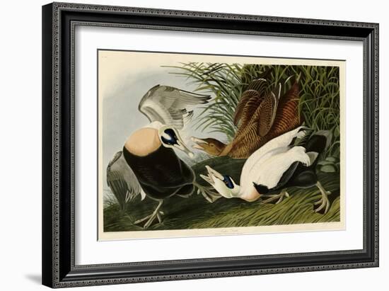 Eider Duck-John James Audubon-Framed Giclee Print