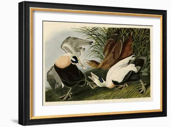 Eider Duck-John James Audubon-Framed Giclee Print