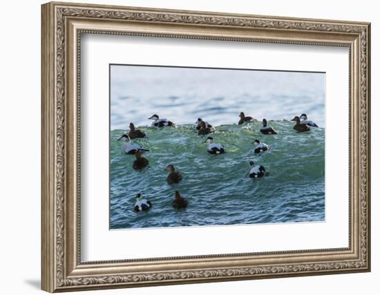 Eider ducks floating on waves, Iceland-Konrad Wothe-Framed Photographic Print