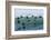 Eider ducks floating on waves, Iceland-Konrad Wothe-Framed Photographic Print