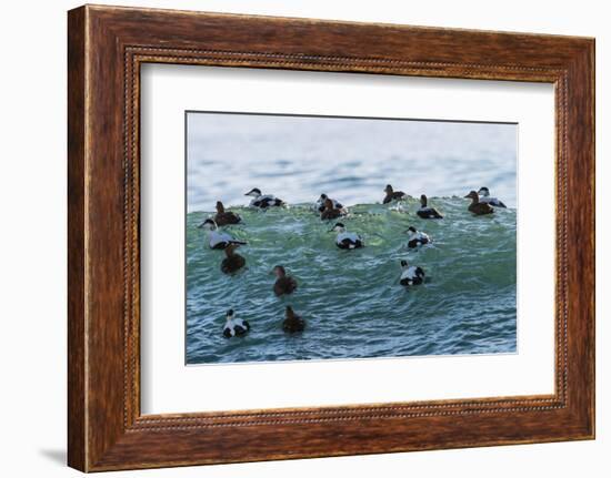 Eider ducks floating on waves, Iceland-Konrad Wothe-Framed Photographic Print