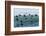 Eider ducks floating on waves, Iceland-Konrad Wothe-Framed Photographic Print