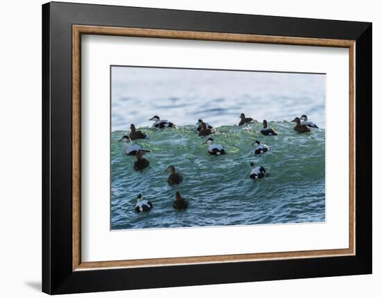 Eider ducks floating on waves, Iceland-Konrad Wothe-Framed Photographic Print