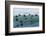 Eider ducks floating on waves, Iceland-Konrad Wothe-Framed Photographic Print