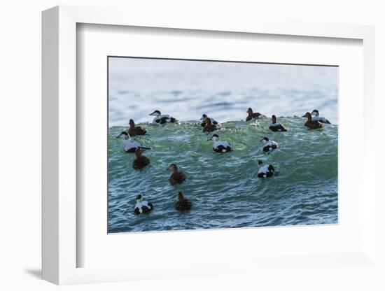 Eider ducks floating on waves, Iceland-Konrad Wothe-Framed Photographic Print