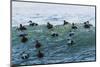 Eider ducks floating on waves, Iceland-Konrad Wothe-Mounted Photographic Print