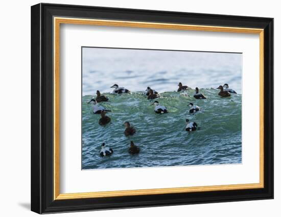 Eider ducks floating on waves, Iceland-Konrad Wothe-Framed Photographic Print