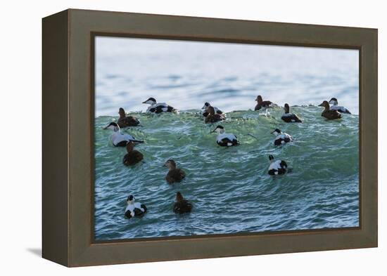 Eider ducks floating on waves, Iceland-Konrad Wothe-Framed Premier Image Canvas