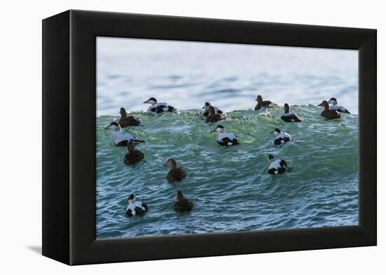 Eider ducks floating on waves, Iceland-Konrad Wothe-Framed Premier Image Canvas