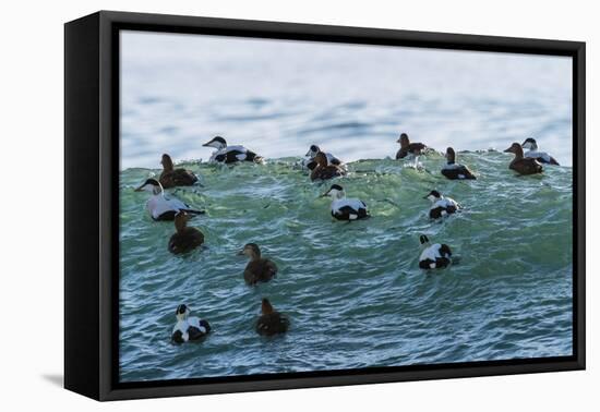 Eider ducks floating on waves, Iceland-Konrad Wothe-Framed Premier Image Canvas