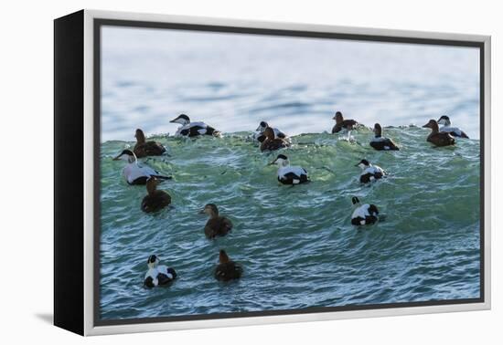 Eider ducks floating on waves, Iceland-Konrad Wothe-Framed Premier Image Canvas