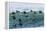 Eider ducks floating on waves, Iceland-Konrad Wothe-Framed Premier Image Canvas