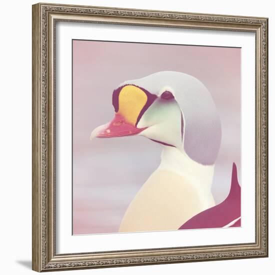 Eider - Soft-Staffan Widstrand-Framed Giclee Print