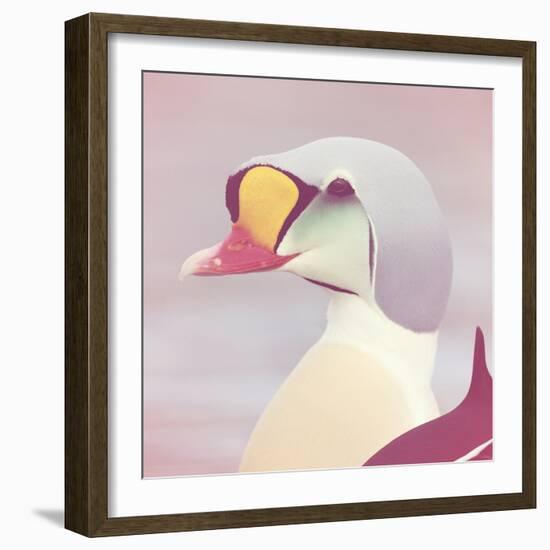 Eider - Soft-Staffan Widstrand-Framed Giclee Print