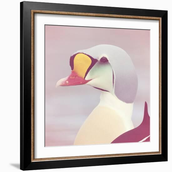 Eider - Soft-Staffan Widstrand-Framed Giclee Print