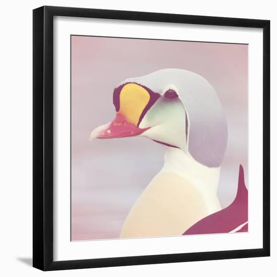 Eider - Soft-Staffan Widstrand-Framed Giclee Print