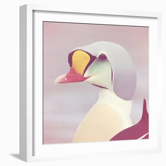 Eider - Soft-Staffan Widstrand-Framed Giclee Print