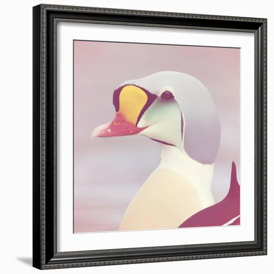 Eider - Soft-Staffan Widstrand-Framed Giclee Print