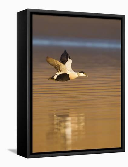 Eider (Somateria Mollissima) Male in Flight in Evening Light. Aberdeenshire, Scotland, UK, March-Mark Hamblin-Framed Premier Image Canvas