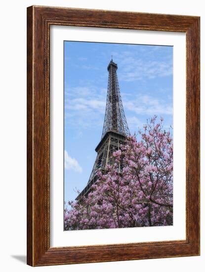 Eiffel Tower with Pink Magnolia Tree-Cora Niele-Framed Photographic Print