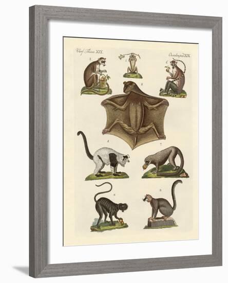 Eight Kinds of Lemurs-null-Framed Giclee Print