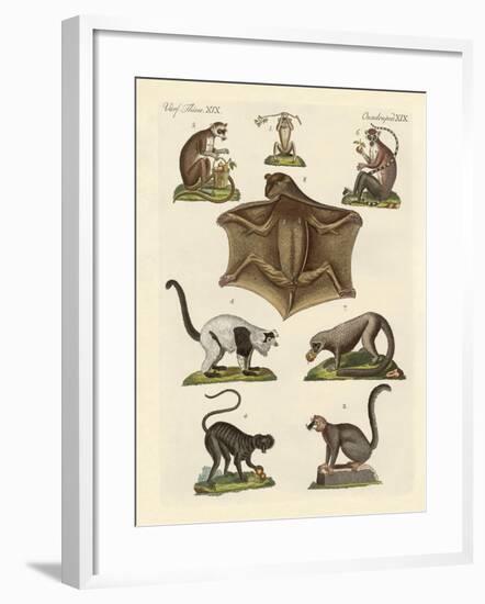 Eight Kinds of Lemurs-null-Framed Giclee Print