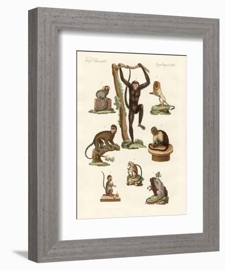 Eight Kinds of Monkeys-null-Framed Giclee Print