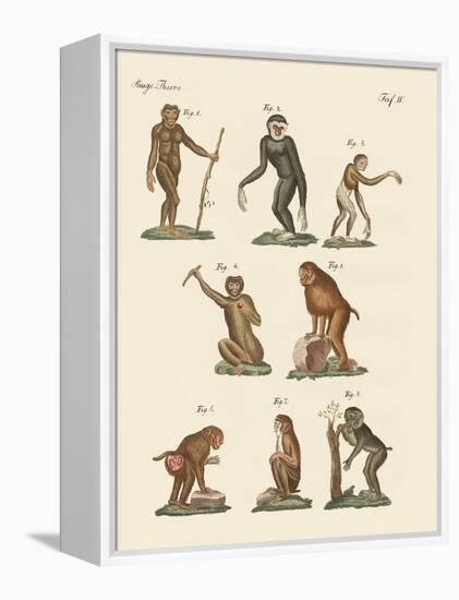 Eight Kinds of Monkeys-null-Framed Premier Image Canvas