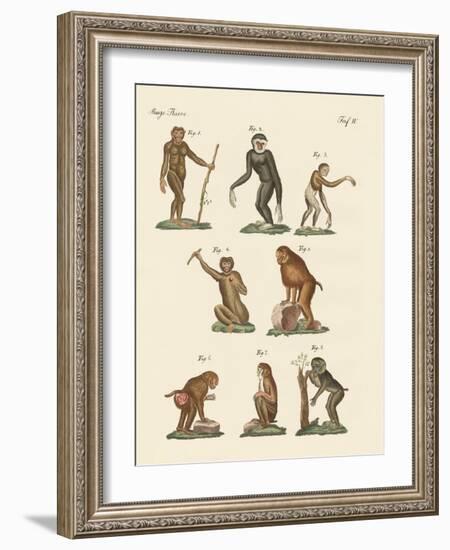 Eight Kinds of Monkeys-null-Framed Giclee Print