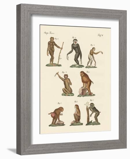 Eight Kinds of Monkeys-null-Framed Giclee Print