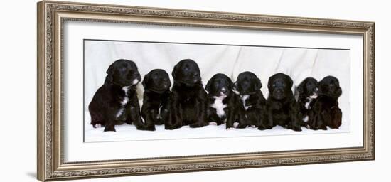 Eight Retriever and Labrador Puppies Sitting in a Row, December 2000-null-Framed Photographic Print