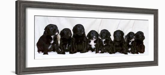 Eight Retriever and Labrador Puppies Sitting in a Row, December 2000-null-Framed Photographic Print