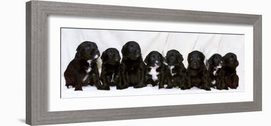 Eight Retriever and Labrador Puppies Sitting in a Row, December 2000-null-Framed Photographic Print