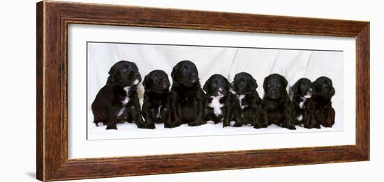 Eight Retriever and Labrador Puppies Sitting in a Row, December 2000-null-Framed Photographic Print