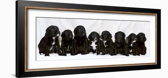 Eight Retriever and Labrador Puppies Sitting in a Row, December 2000-null-Framed Photographic Print