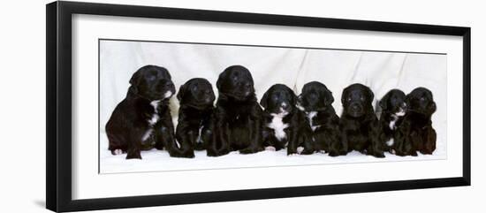 Eight Retriever and Labrador Puppies Sitting in a Row, December 2000-null-Framed Photographic Print