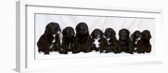 Eight Retriever and Labrador Puppies Sitting in a Row, December 2000-null-Framed Photographic Print