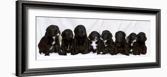 Eight Retriever and Labrador Puppies Sitting in a Row, December 2000-null-Framed Photographic Print