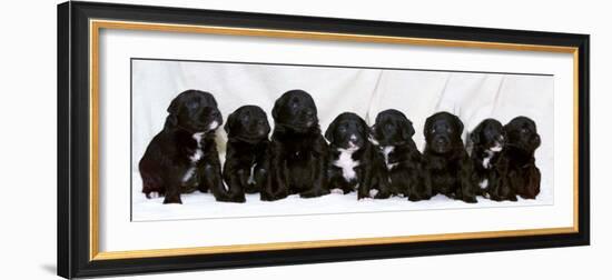 Eight Retriever and Labrador Puppies Sitting in a Row, December 2000-null-Framed Photographic Print