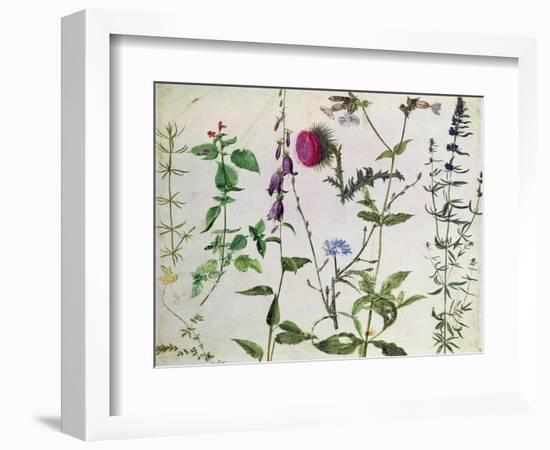 Eight Studies of Wild Flowers-Albrecht Dürer-Framed Giclee Print