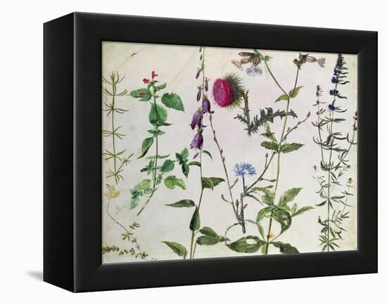 Eight Studies of Wild Flowers-Albrecht Dürer-Framed Premier Image Canvas