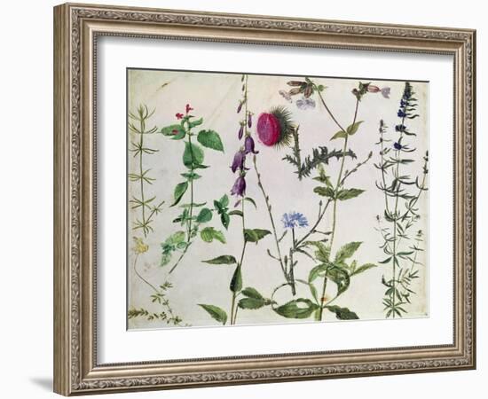 Eight Studies of Wild Flowers-Albrecht Dürer-Framed Giclee Print