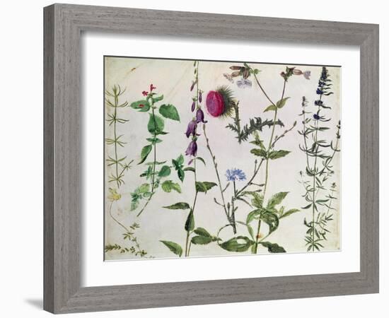 Eight Studies of Wild Flowers-Albrecht Dürer-Framed Giclee Print