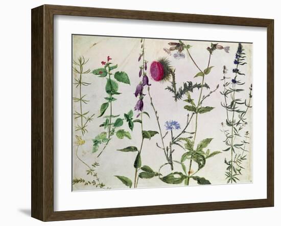 Eight Studies of Wild Flowers-Albrecht Dürer-Framed Giclee Print