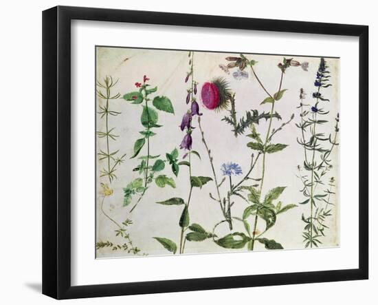 Eight Studies of Wild Flowers-Albrecht Dürer-Framed Giclee Print