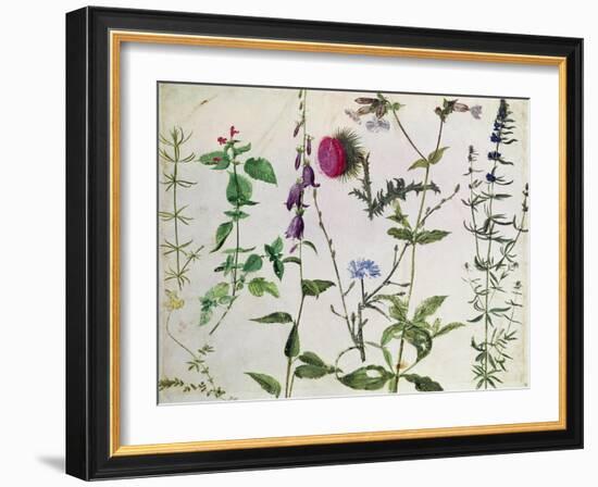 Eight Studies of Wild Flowers-Albrecht Dürer-Framed Giclee Print