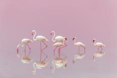 Flamingos-Eiji Itoyama-Framed Premium Photographic Print