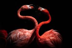 Flamingos-Eiji Itoyama-Framed Premium Photographic Print