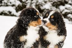 Snowy Bernese Mountain Dog Puppets Sniff Each Others-Einar Muoni-Photographic Print