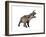 Einiosaurus Dinosaur, White Background-null-Framed Premium Giclee Print